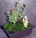Amazon / Hirts: Bonsai: Dwarf Japanese Lily of the Valley Bonsai Tree