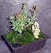 Variegated Little Heath Japanese Andromeda