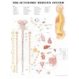 The The Autonomic Nervous System 3D Raised Relief Chart by  Anatomical Chart Company