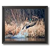 Mallard Duck In Flight On Lake Hunting Picture Black Framed Art Print by 