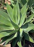 Foxtail Agave 15 Seeds - Agave attenuata - Cactus