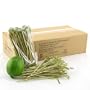 10,000 Piece Case Pack of 5.9" Knotted End Bamboo Cocktail Picks, 10bags X 100pc/bag=1,000 pc/box X 10boxes/case
