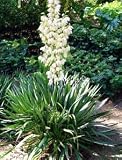 Eigenschaften tropical.garden  / Yucca filametosa 5K