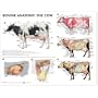 Bovine Anatomy: The Cow Anatomical Chart