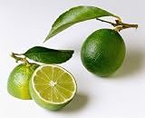 Everbearing Persian Lime Tree - Potted - Fruit Bearing Size - Potted