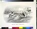 Black duck shooting (Reprint measured in inches 24 x 19)