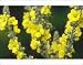Photographic Prints of Yellow flowers of Verbascum thapsus, Great Mullein from ArcticPhoto