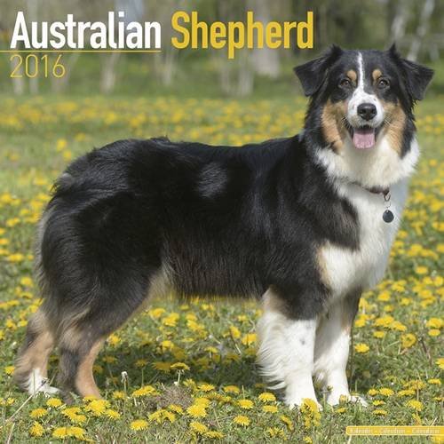 Australian Shepherd Calendar - Only Dog Breed Australian Shepherds Calendar - 2016 Wall calendars - Dog Calendars - Monthly Wall Calendar by Avonside
