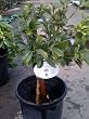 Nagami Kumquat Tree Dwarf Five Gallon