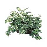 Pack of 2 Artificial Mixed Caladium Ivy Ledge Plants With Baskets 18 by Allstate Floral