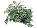 Pack of 2 Artificial Mixed Caladium/Ivy Ledge Plants With Baskets 18