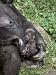 Cute Western Lowland Gorilla Infant Nursed Tenderly by its Mother, Melbourne Zoo, Aus...