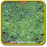 Endive Seeds - 'Green Curled Ruffec' Vegetable Seed ... thumbnail