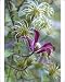 Photographic Prints of DAD-1705 Clematis Gravetye Beauty with adjacent seed-heads from Ardea Wildlife Pets