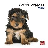 Yorkshire Terrier Puppies 2012 7X7 Mini Wall Calendar