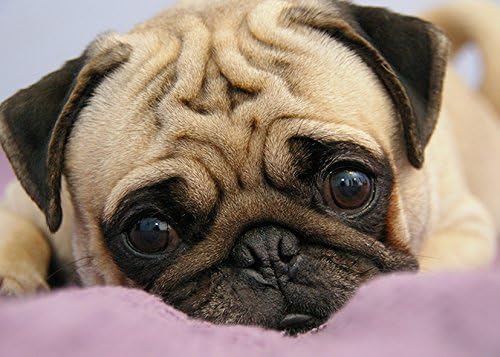 Grumpy Puppy Pug Dog Cute Funny Refrigerator Magnets Gift Decorative Kitchen Home Locker #D06