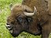 European Bison at Ligatne Nature Trail, Gauja National Park, Latvia, Baltic States Art Photographic Poster Print by Gary Cook, 24x18