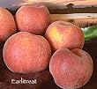 Earlitreat Peach Tree Five Gallon