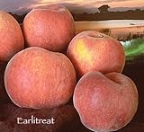 Earlitreat Peach Tree Five Gallon