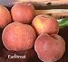 Earlitreat Peach Tree Five Gallon