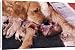Canvas Prints of Golden Retriever DOG - whelping, showing puppy in amniotic /foetal sac from Ardea W