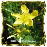 1 Lb Great St. John's Wort (Hypericum pyramidatum) Bulk Wildflower Seeds