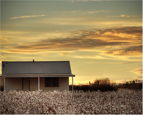 Photographic Print Palava Texas , Cotton Field At Sunset 10x8 Foam Board Mounted Matte Finish