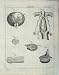 Encyclopaedia Britannica 1801 Anatomy Human Organs