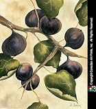 Italian Harvest - Figs - Artist: Doris Allison - Art Print Poster Size: 12.00 by 15.75 inches