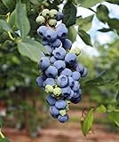 Emerald 1 Gallon Blueberry Plant Emerald 1 Gallon Blueberry Plant