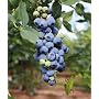 Blueberry Plant - Misty