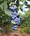 Blueberry Bush - Emerald