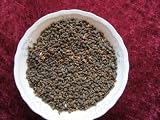 Borretsch - Borago officinalis (100 Samen)