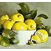 Lemon Bowl Cutting Board