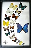 Blue Morpho Butterfly and More Real Framed Butterflies in Black Display