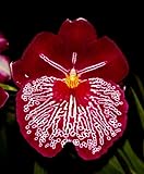 Miltoniopsis Breathless