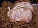 SALT TRADERS Pink Himalayan Animal Salt Lick with Rope: Full of the essential trace m...