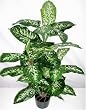 40" Artificial Silk Dieffenbachia Floor Plant
