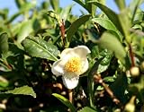 Eigenschaften Seedeo  / Echter Teestrauch - Camelia sinensis var. sinensis) 5 Korn