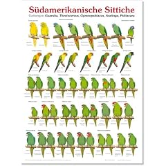 Poster S�damerikanische Sittiche (Poster Papageien und Sittiche)