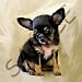 Dogs Chihuahua - Chihuahua Puppy - Coffee Gift Baskets - Coffee Gift Basket