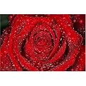Dew Covered Rose Gallery Wrapped Canvas - 24x36"