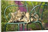 Box Canvas Print of Cat - lying on chair in garden, grooming from Ardea