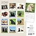 2015 Lab Retriever Puppies Wall Calendar BrownTrout