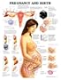 Pregnancy and Birth Anatomical Chart Styrene Plastic