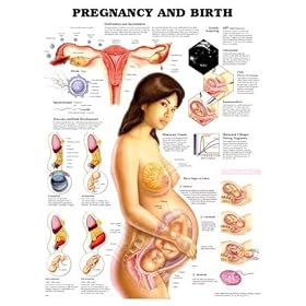 Pregnancy and Birth Anatomical Chart Styrene Plastic