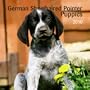German Shorthaired Pointer Puppies 2010 Mini Wall