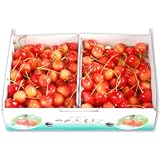 [出荷期間：7月上旬〜]訳あり 山形産さくらんぼ「佐藤錦」 1kg M〜L混合 ご家庭用（贈答不適） 期間