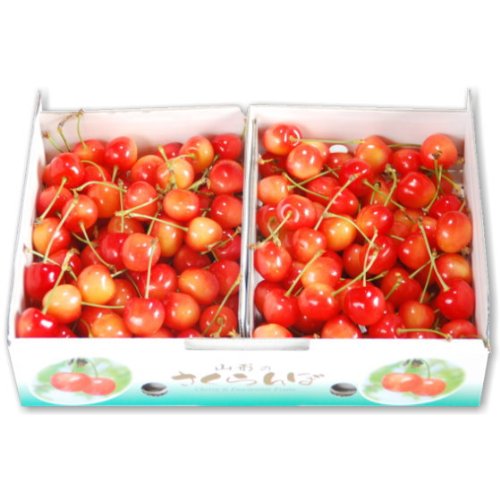 [出荷期間：7月上旬～]訳あり 山形産さくらんぼ「佐藤錦」 1kg M～L混合 ご家庭用（贈答不適）