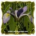 Southern Blue Flag Iris (Iris virginica shrevei) Jumbo Wildflower Seed Packet - 60 Seeds